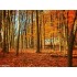 WALLDECO Orange Forest-CDWP0630358