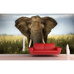 African Elephant Wallpaper